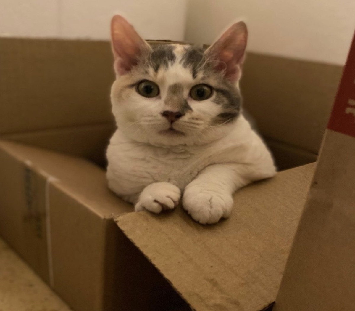 gattino sorpresa nella scatola