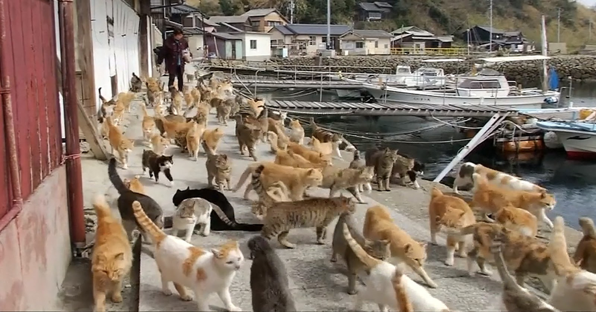 numerosi gatti al porto