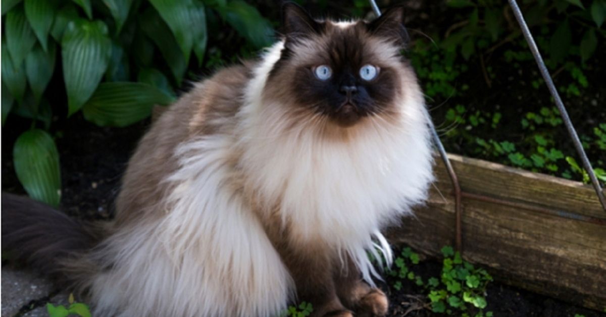 gatto occhi blu