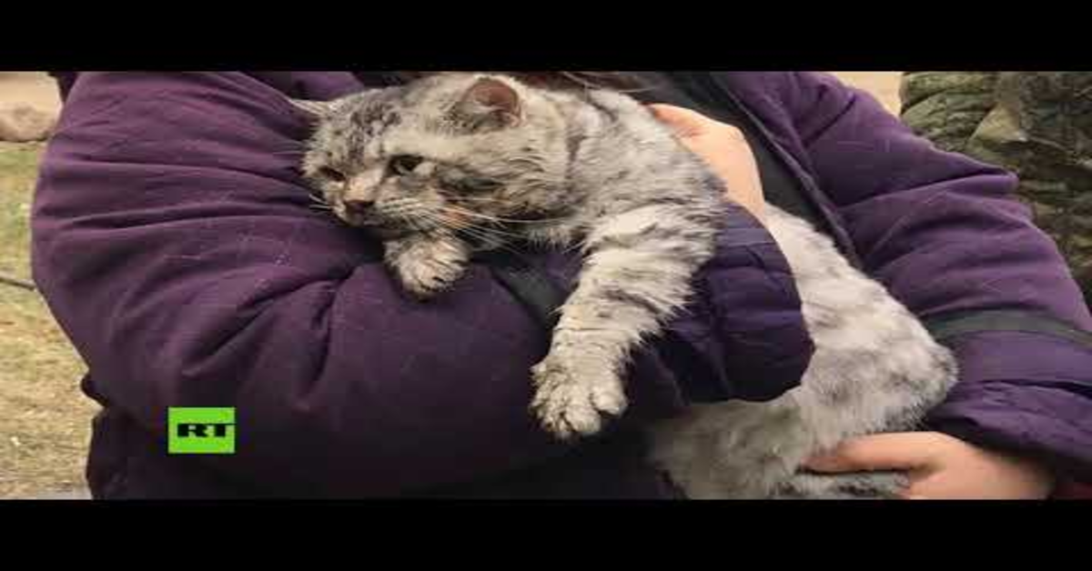 gatto in braccio a un volontario