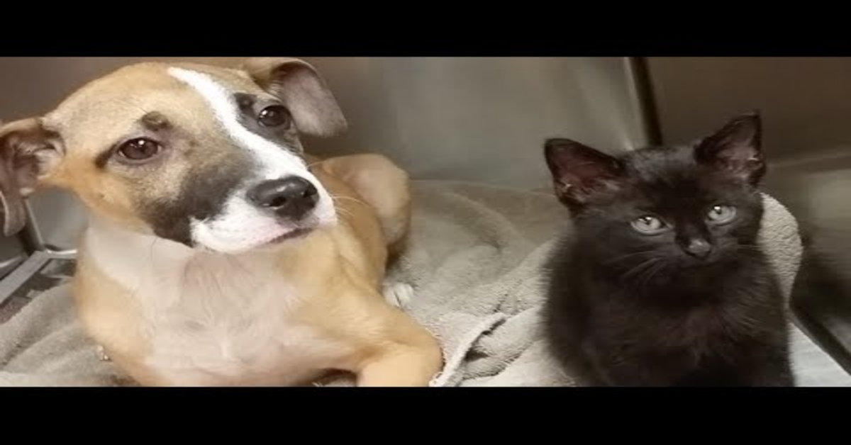 La storia a lieto fine di Tomas e Camarin: un gattino e un cucciolo di cane  randagi amici per la pelle