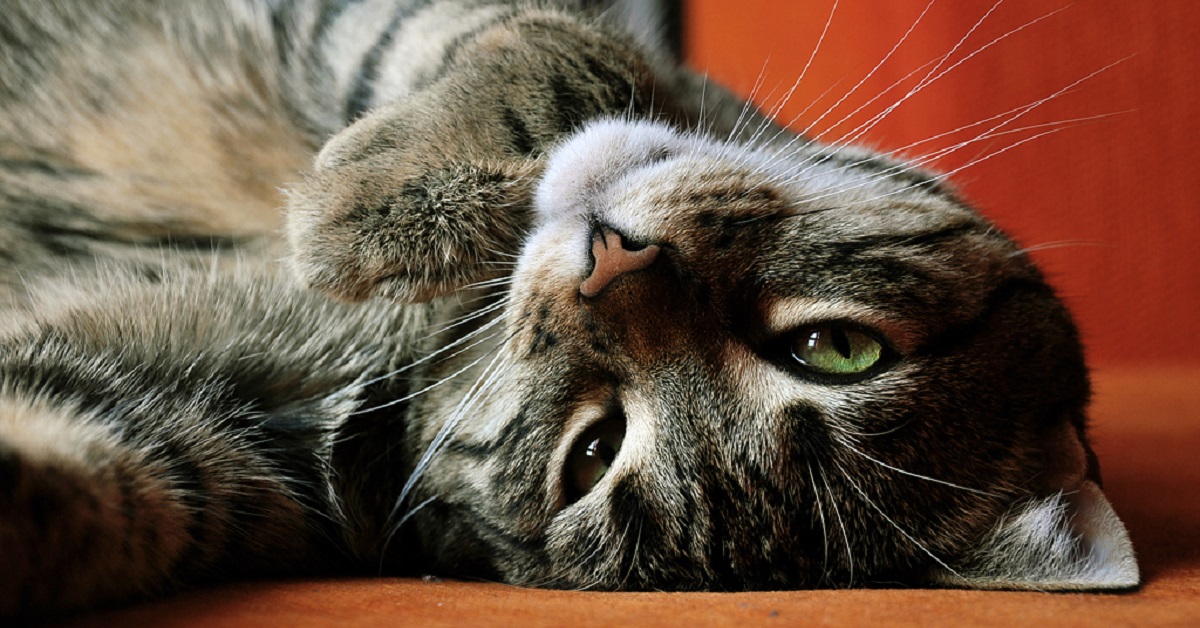 I gatti possono bere il brandy o è nocivo per loro?