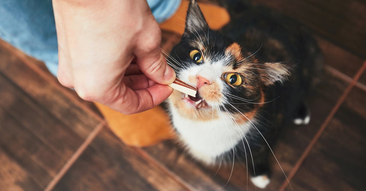 gatto mangia dolcino