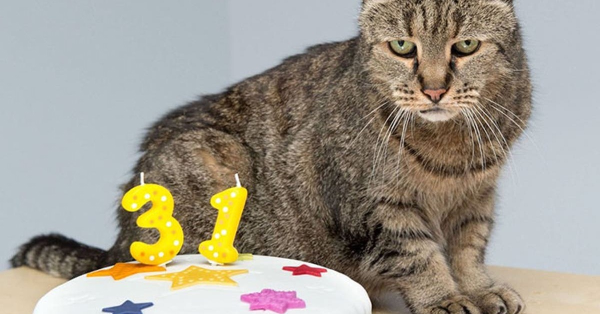 gatto davanti a torta di compleanno