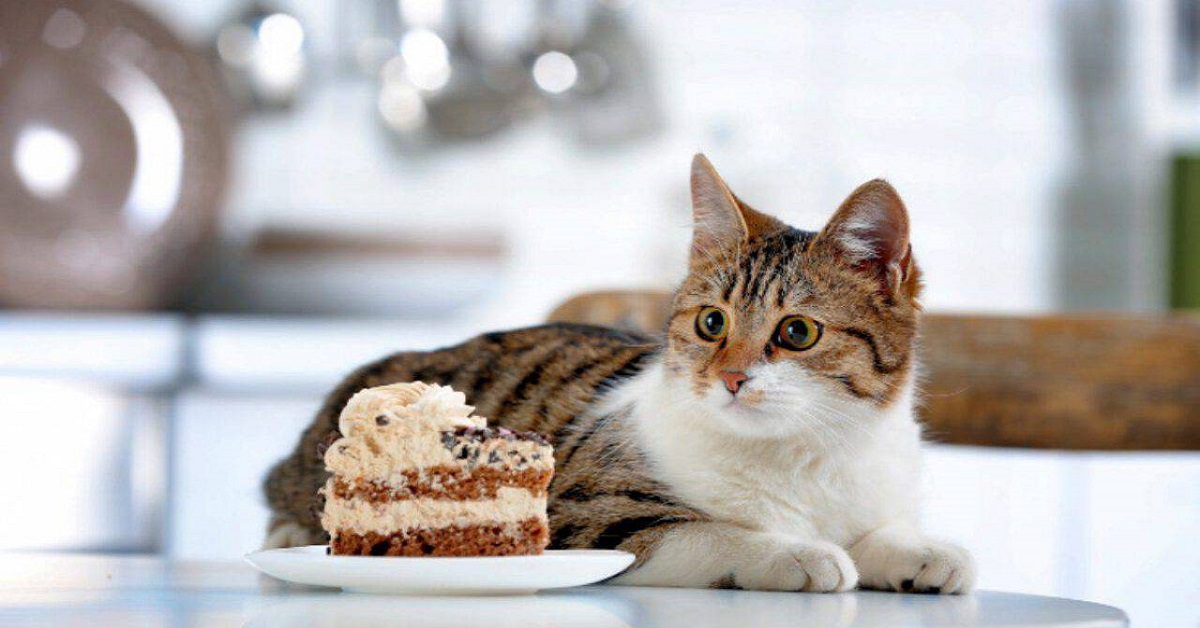 gatto e torta