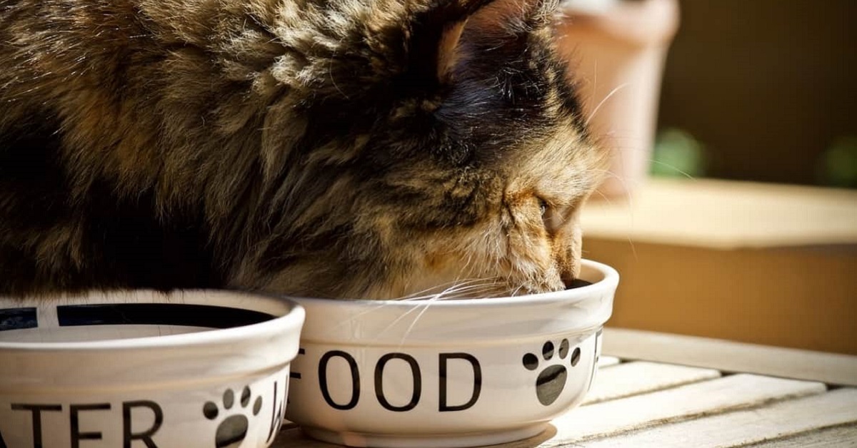 I gatti possono mangiare i babà o per loro potrebbero essere pericolosi?
