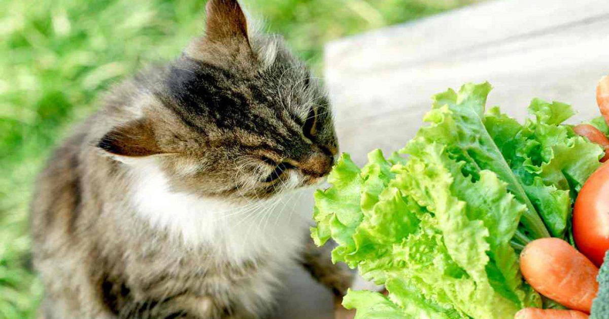 gatto odora verdure