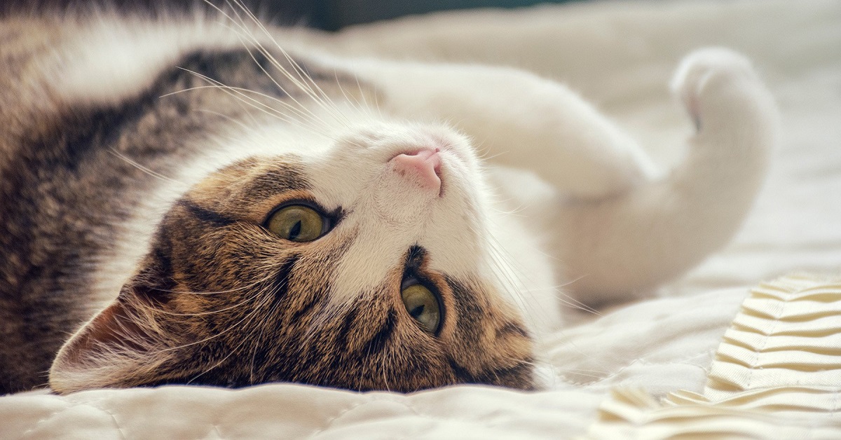 I gatti possono mangiare la cicoria oppure per loro è nociva?