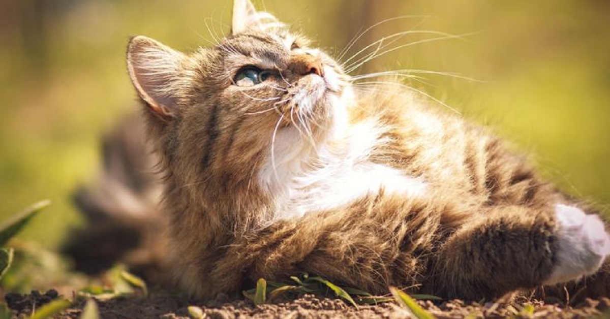 gatto in campagna