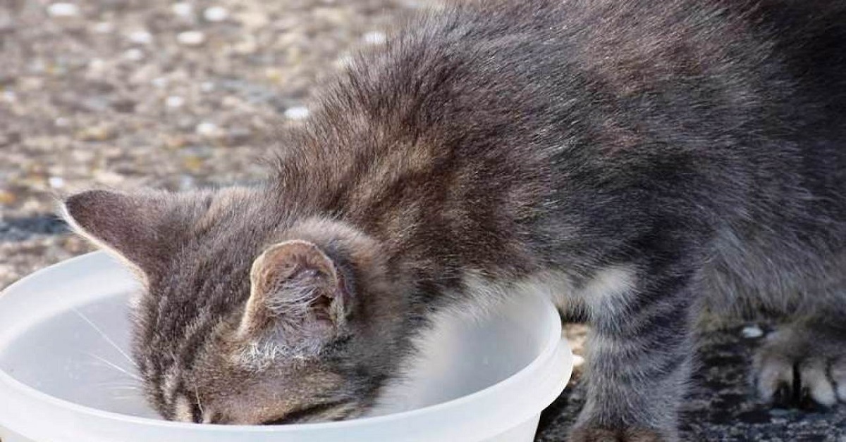 gattino magro che beve