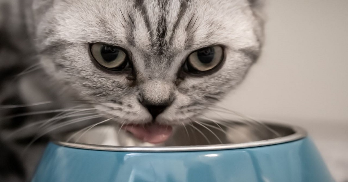 I gatti possono mangiare l’anguilla o a loro fa male?