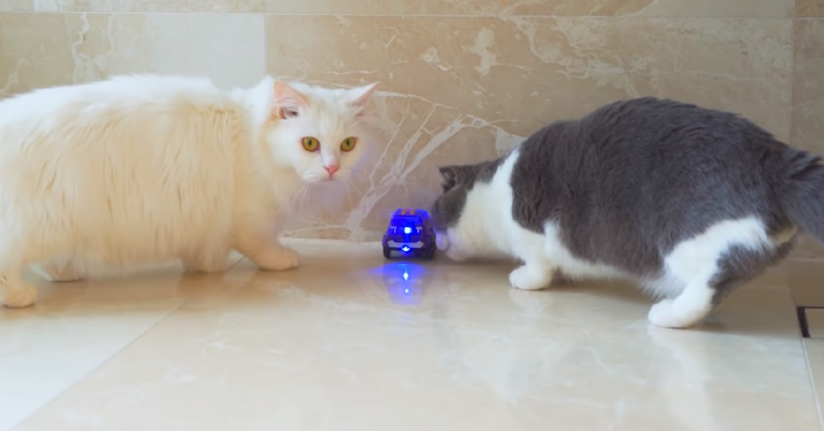 I gattini Munchkin giocano con una macchinetta elettrica, nel video notiamo tutta la loro sorpresa
