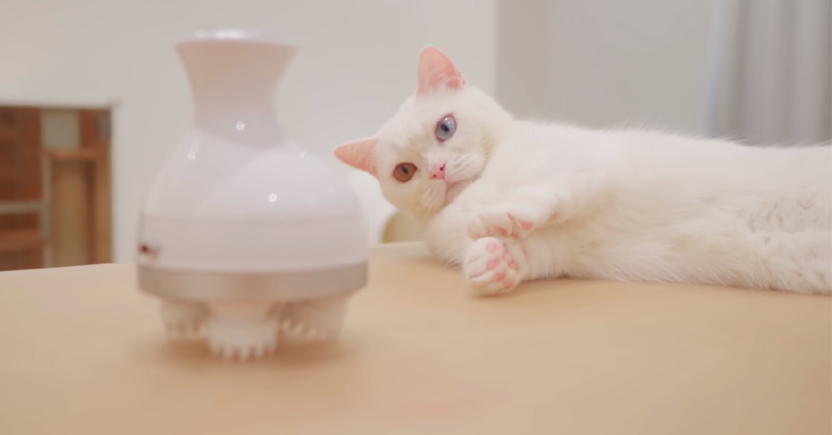 I gattini ricevono un massaggio “speciale”, non tutti però reagiscono allo stesso modo, ecco il video virale