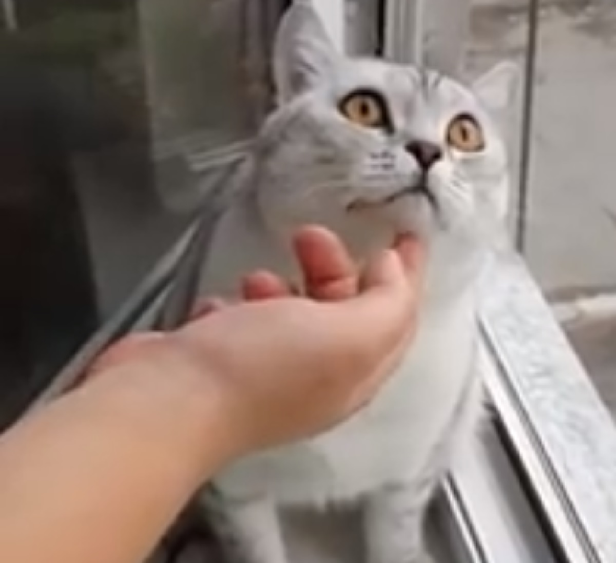 gattino attenzione fuori finestra