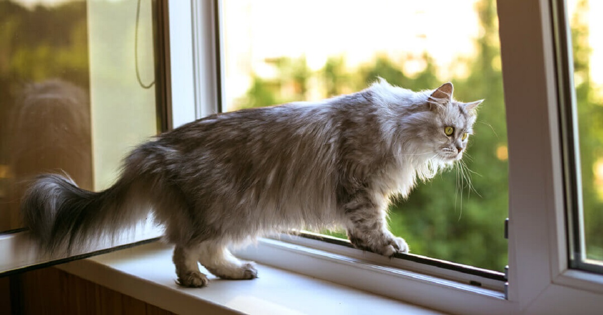 Il gattino American Shorthair non smette di fissare la finestra, nel simpatico video è chiaro il motivo