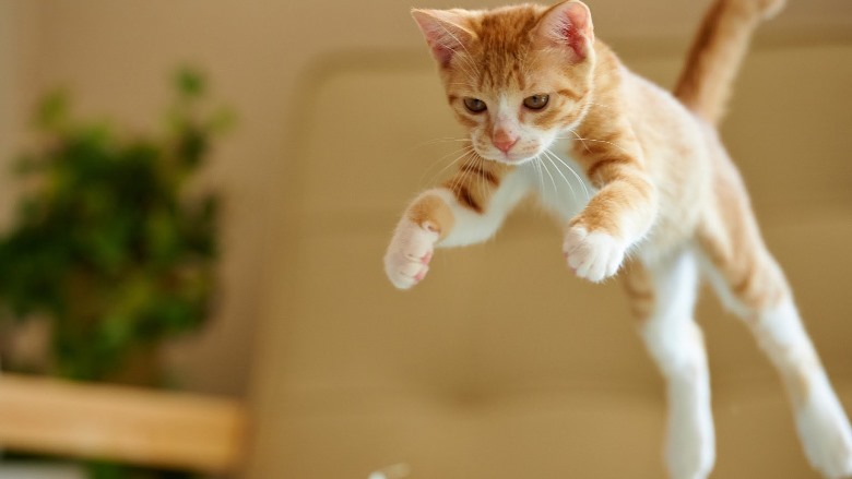 Il gattino celtico si aggira nella cucina, la mamma registra in video il momento, non può credere ai propri occhi