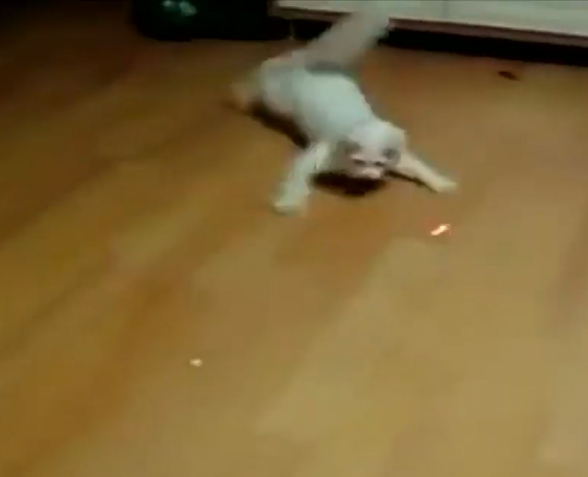 gattino raggio laser perla web