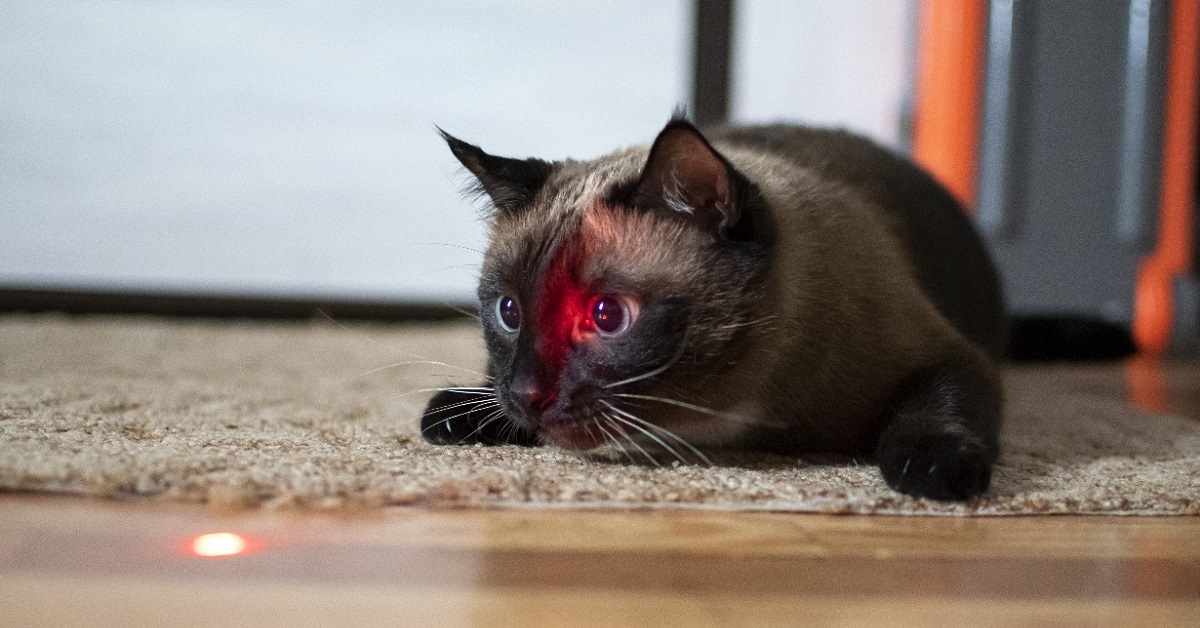 Il gattino cerca di acciuffare il laser, i suoi movimenti rendono il video una perla del web