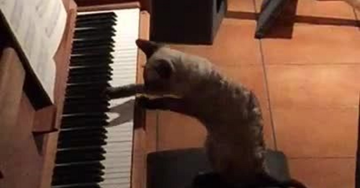 Il gattino Cornish Rex crea una sorprendente melodia con il pianoforte (VIDEO)