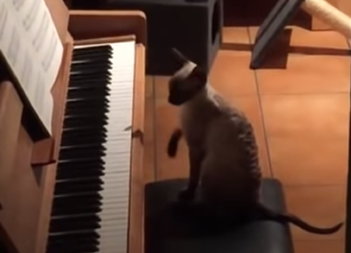 gattino suono musica