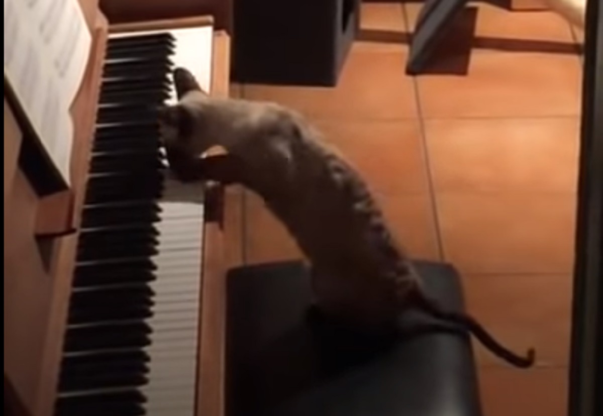 gattino melodia suona