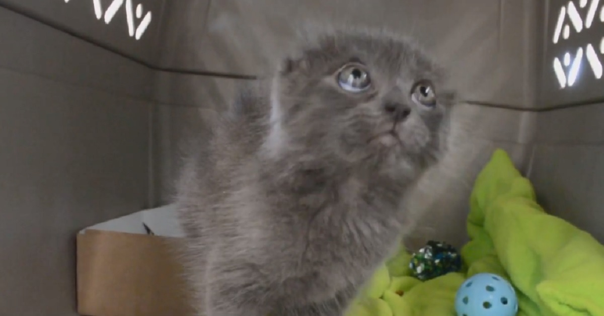 Il gattino di strada viene trovato in condizioni allarmanti, i suoi soccorritori registrano il video del salvataggio