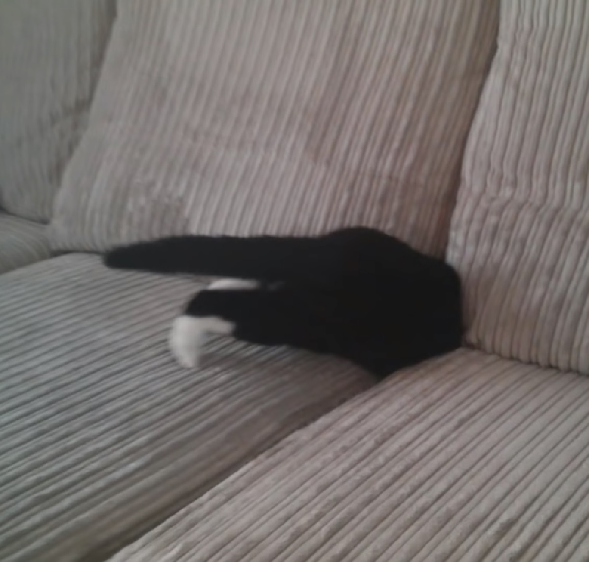gattino mago entra nel divano