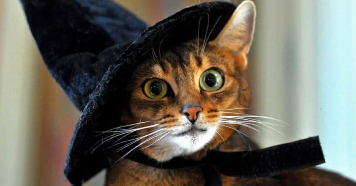 Il gattino è un vero mago, nel video ci mostra come scomparire magicamente attraverso un divano