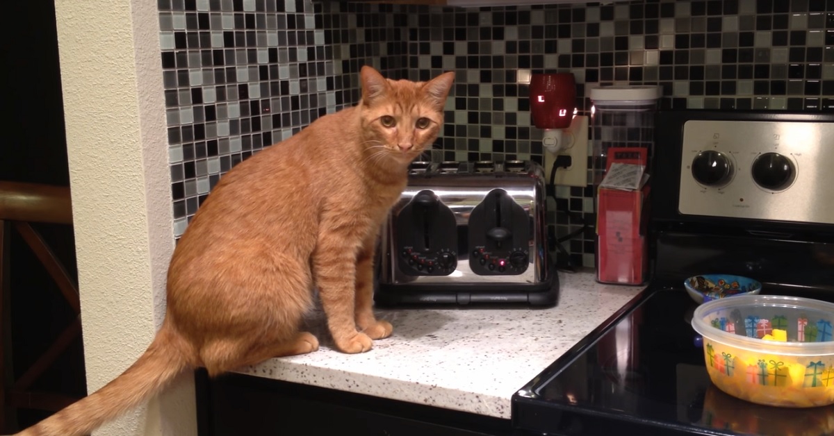 Il gattino europeo cerca di capire come funziona un tostapane, il video del momento è clamoroso