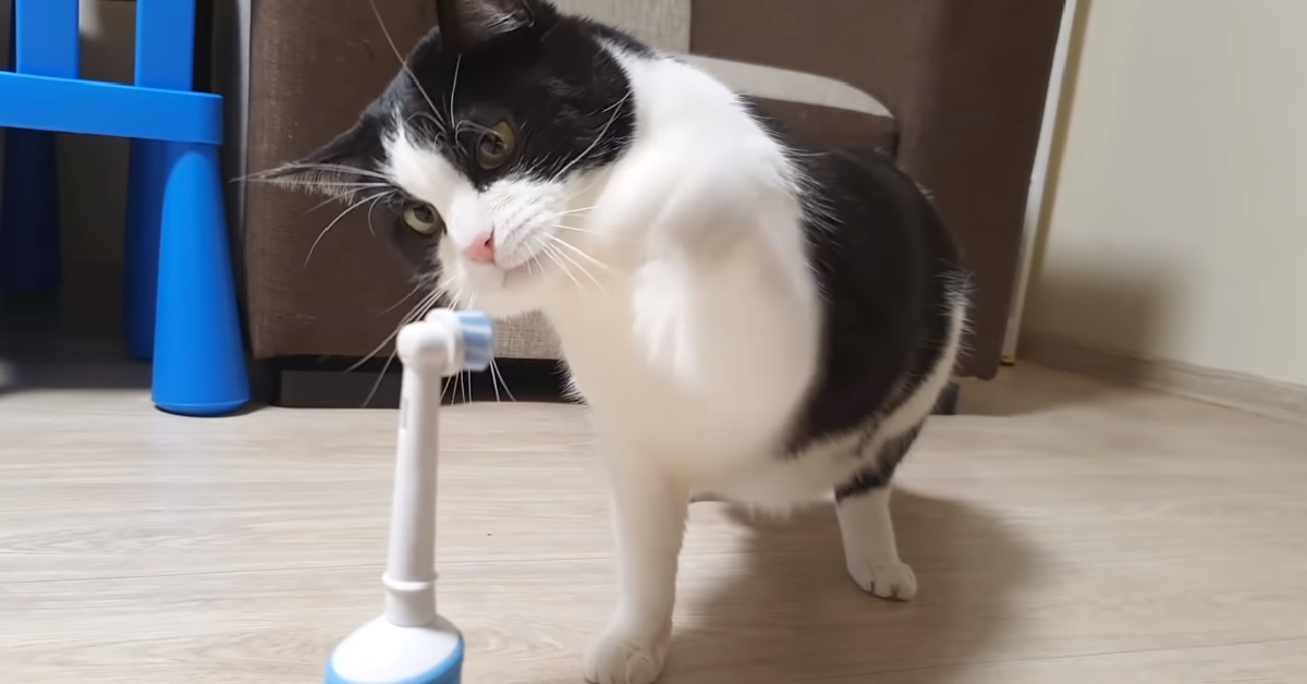 Il gattino europeo si confronta con uno spazzolino elettrico, il video vi cambierà la giornata