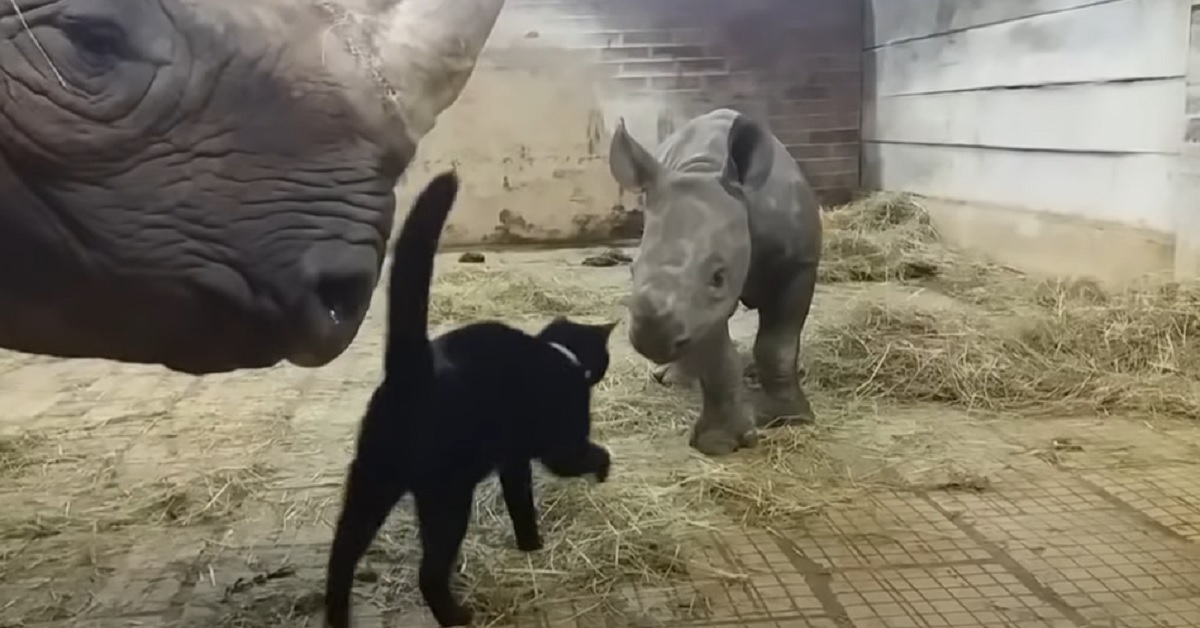 Il gattino fa amicizia con un piccolo di rinoceronte, lo speciale video vi farà sorridere