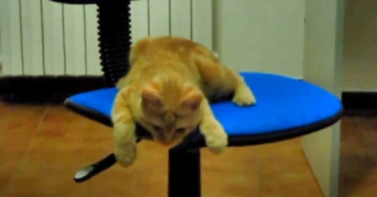 Il gattino inventa un nuovo gioco con la sedia girevole, il video mostra qualcosa di inimitabile