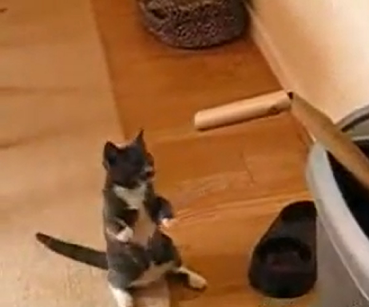 gattino korat allenamento tubicino