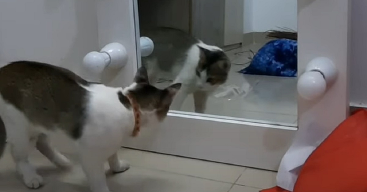 Il gattino osserva il suo riflesso allo specchio, il video mostra una reazione straordinaria