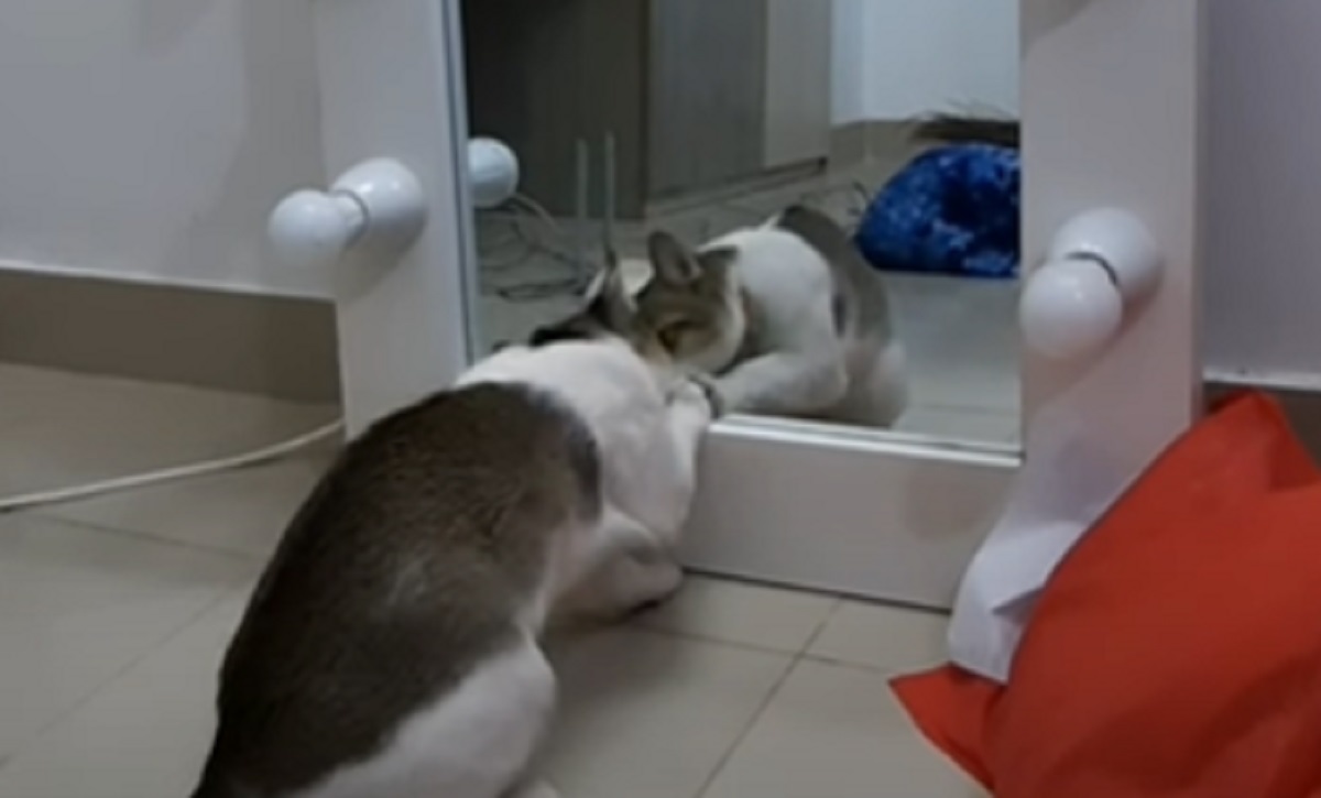 gioca specchio gatto