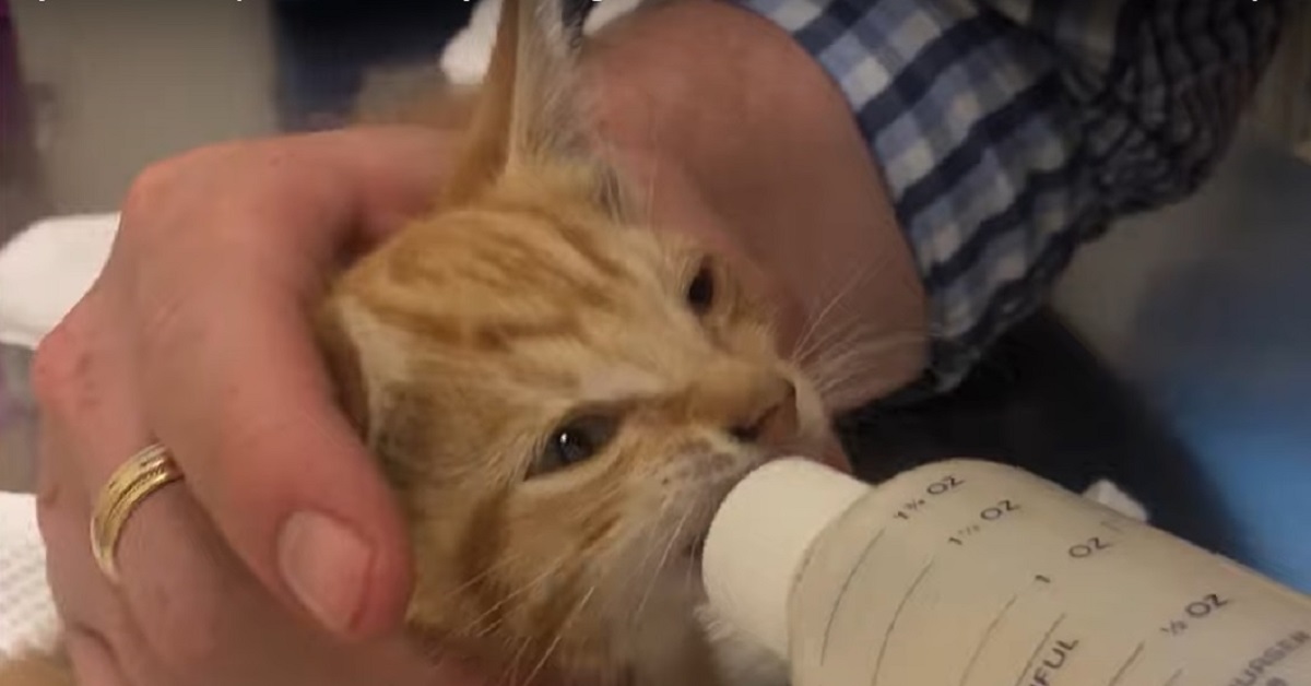 Il gattino randagio viveva in condizioni disperate, il video mostra i suoi incredibili miglioramenti