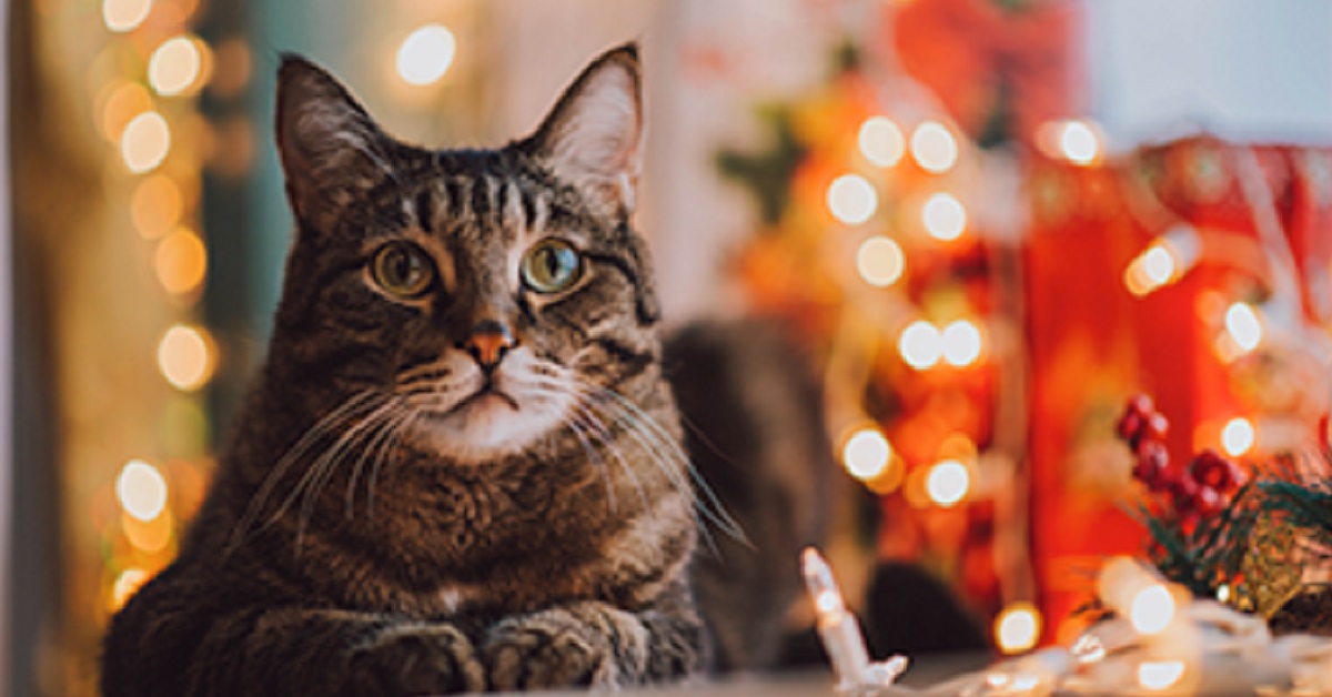 Il gattino riceve il tanto atteso regalo di Natale e la sua reazione in video spiazza tutti