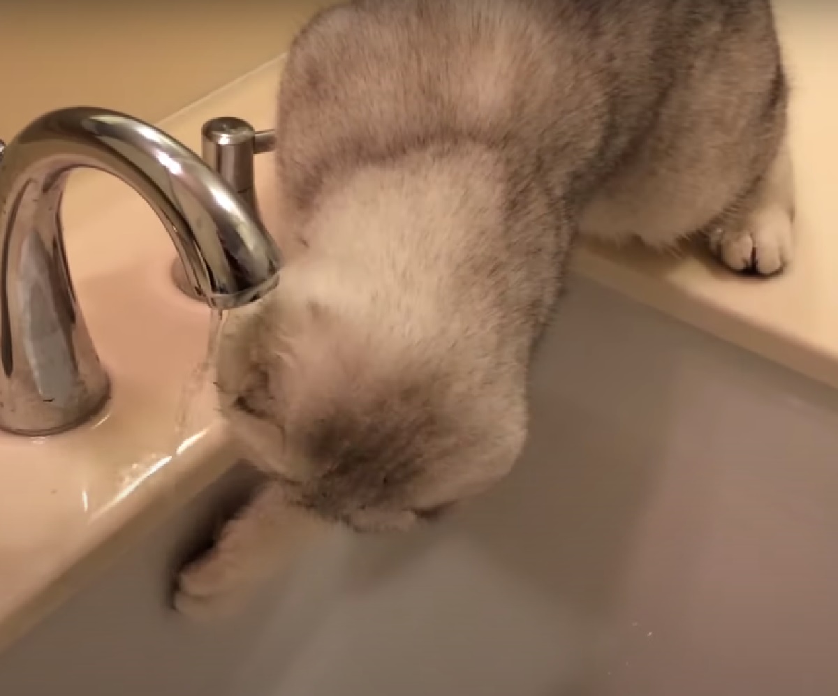 gattino scottish fold video merita solo acqua