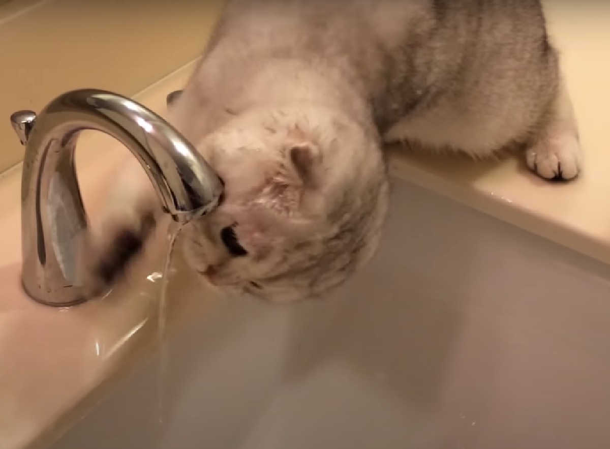 gattino scottish fold curiosità acqua