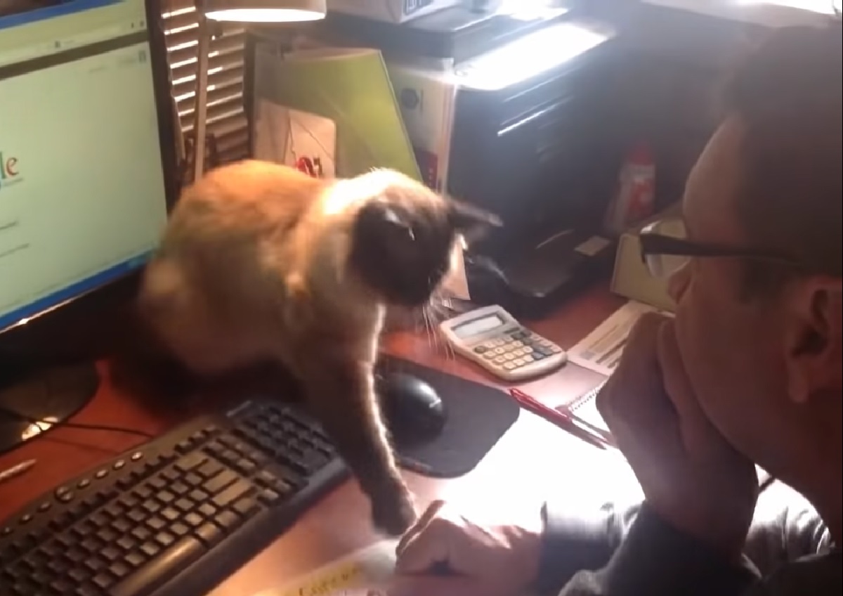 gattino siamese arrabbiato proprietario