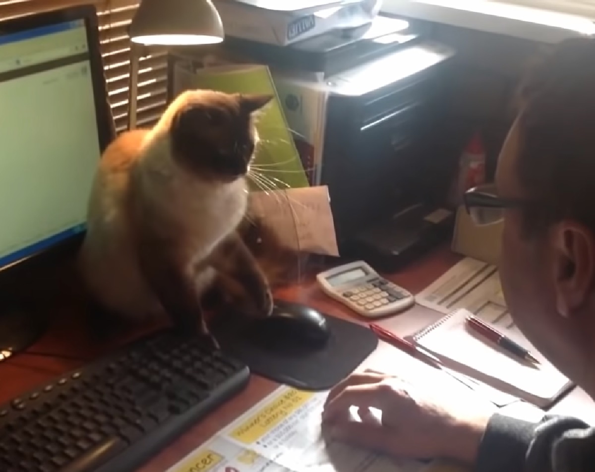 gattinosiamese uomo cerca di lavorare inutilmente