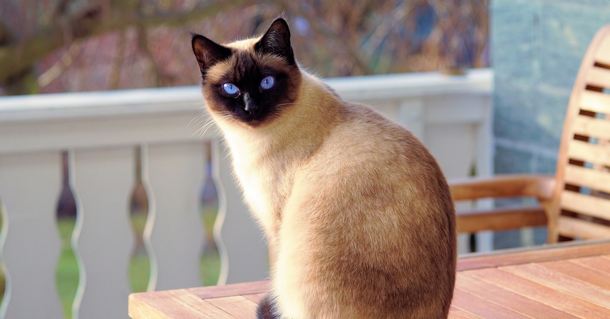 Il gattino Siamese non lascia lavorare il padre, il suo piano infallibile rende il video stupefacente