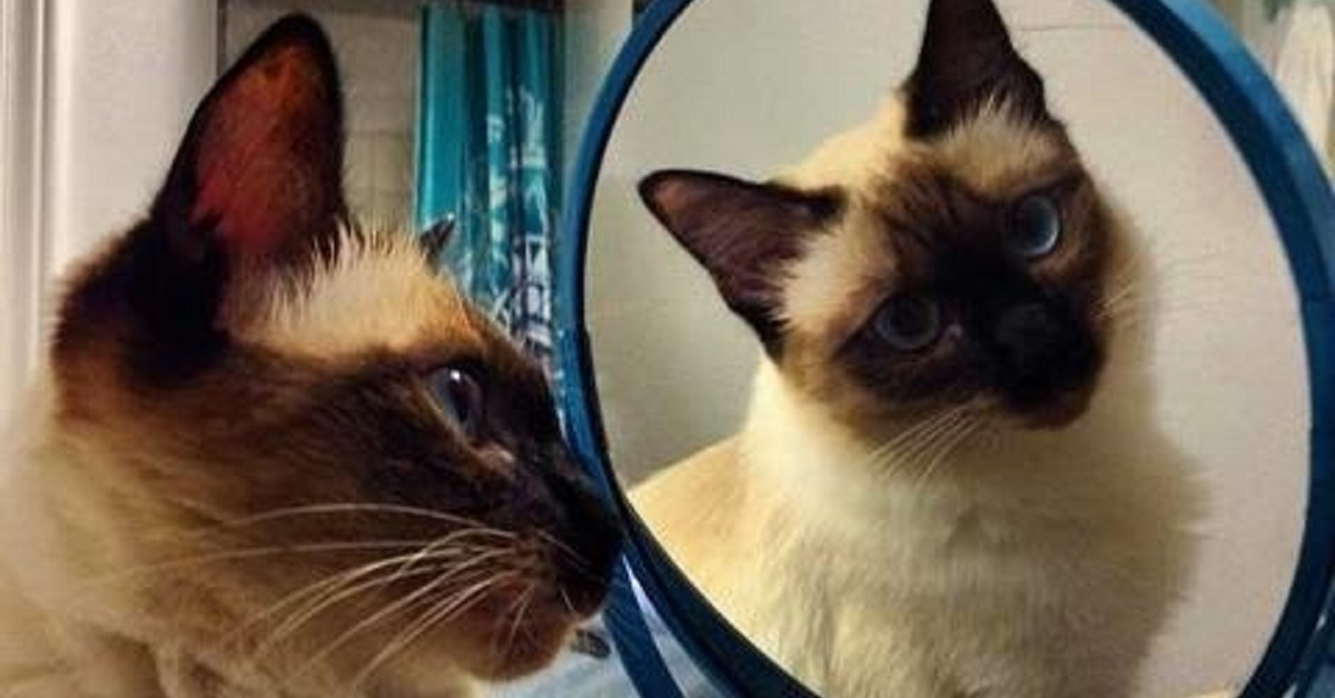 Il gattino Siamese vede per la prima volta il suo riflesso, il video della reazione fa impazzire dal ridere