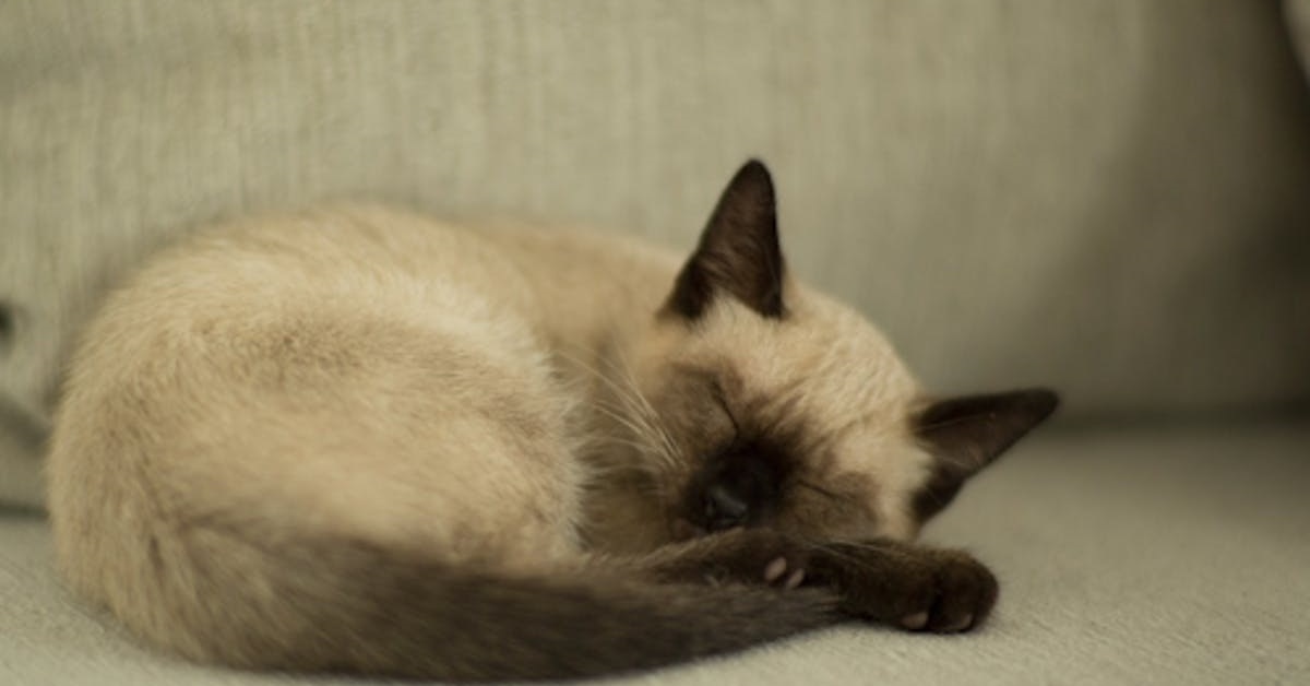 Il gattino siamese viene sorpreso a dormire in un posto impensabile, il video è da ridere a crepapelle