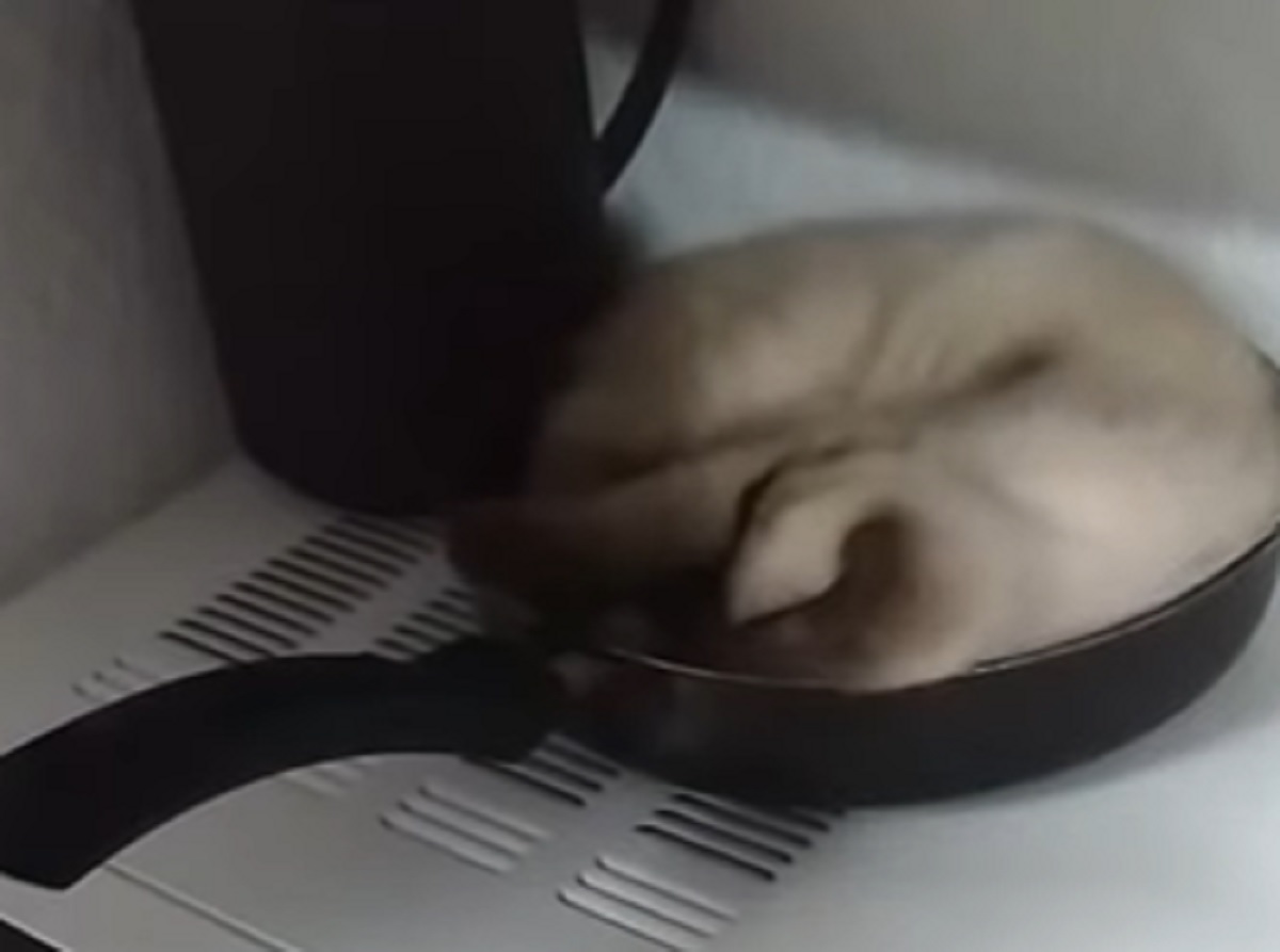 dorme padella gatto