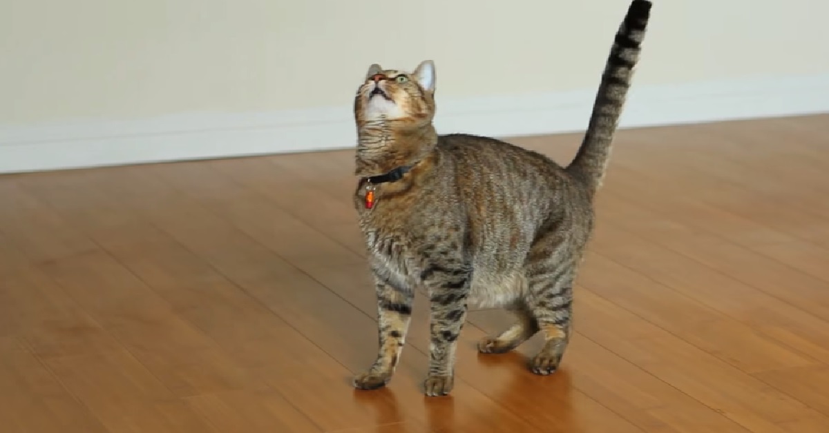 Il gattino soriano insegue lo spago appeso al ventilatore, il video vi farà morire dalle risate