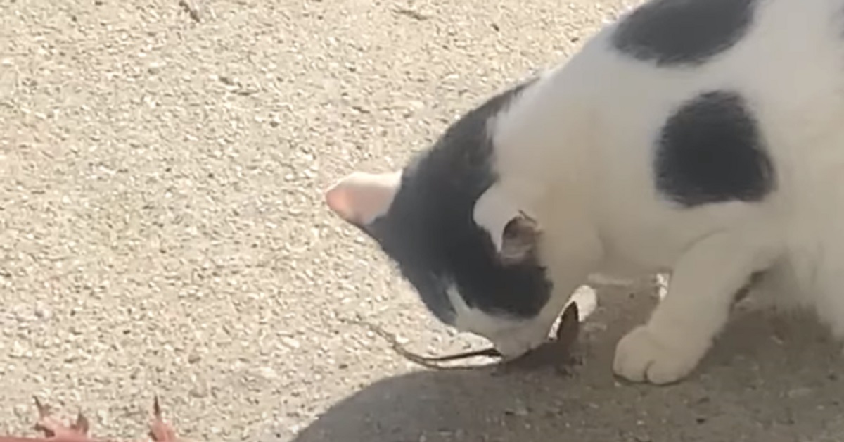 Il gattino trova una lucertola ma si comporta in modo del tutto insolito (VIDEO)