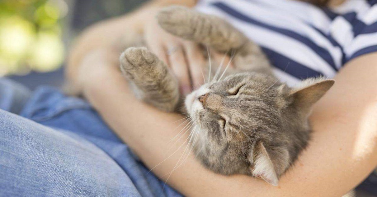 gatto si abbandona alle coccole