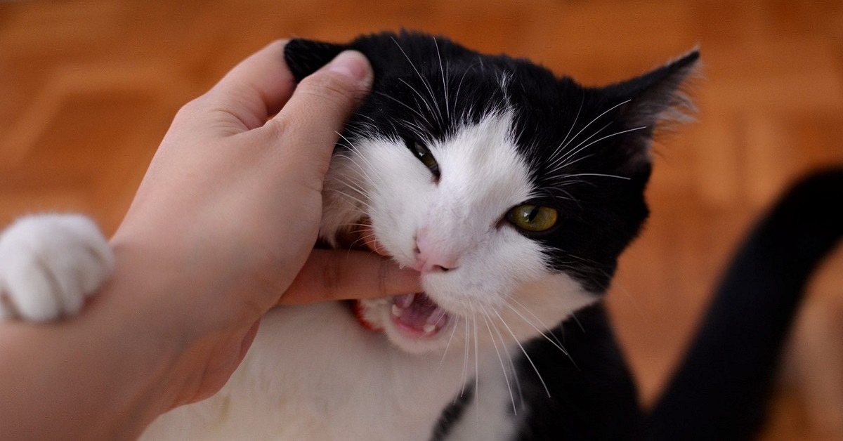 gatto giocherellone