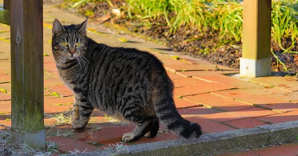 Il gatto fugge quando mi vede: perché e come posso rassicurarlo